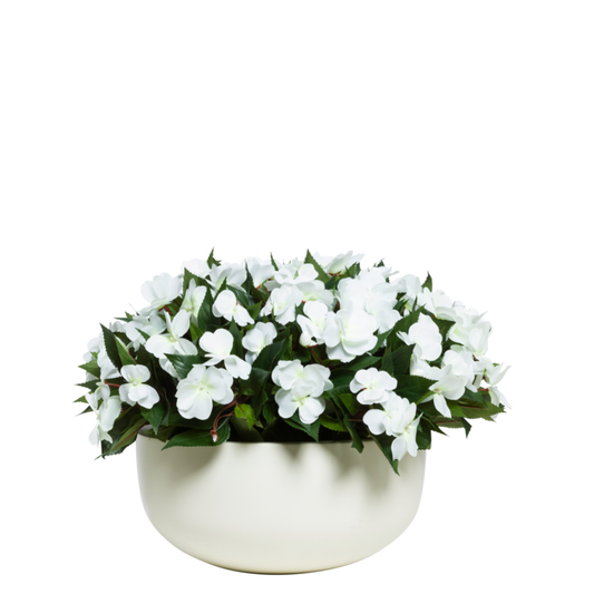Impatiens