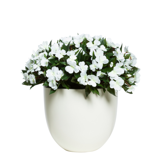 Impatiens