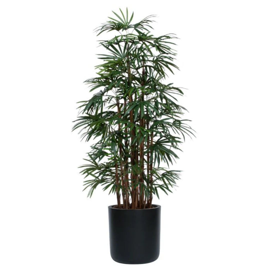 Palm Lady Finger Deluxe