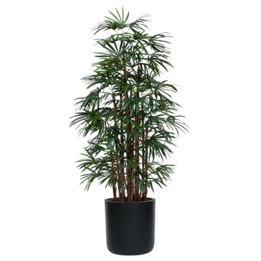 Palm Lady Finger Deluxe