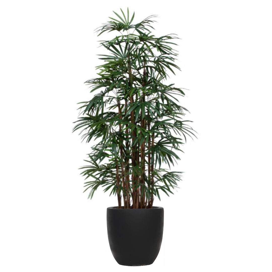 Palm Lady Finger Deluxe
