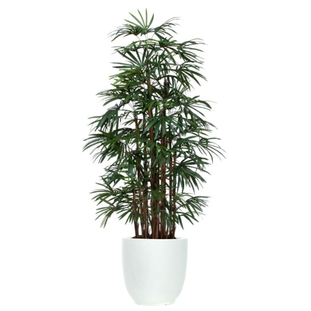 Palm Lady Finger Deluxe