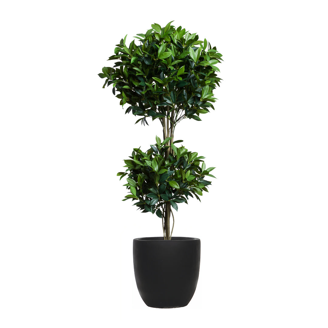Bay Leaf Topiary DB