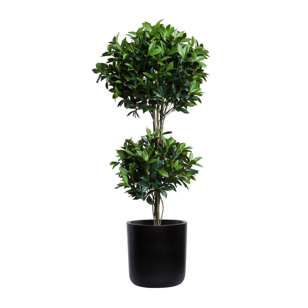Bay Leaf Topiary DB