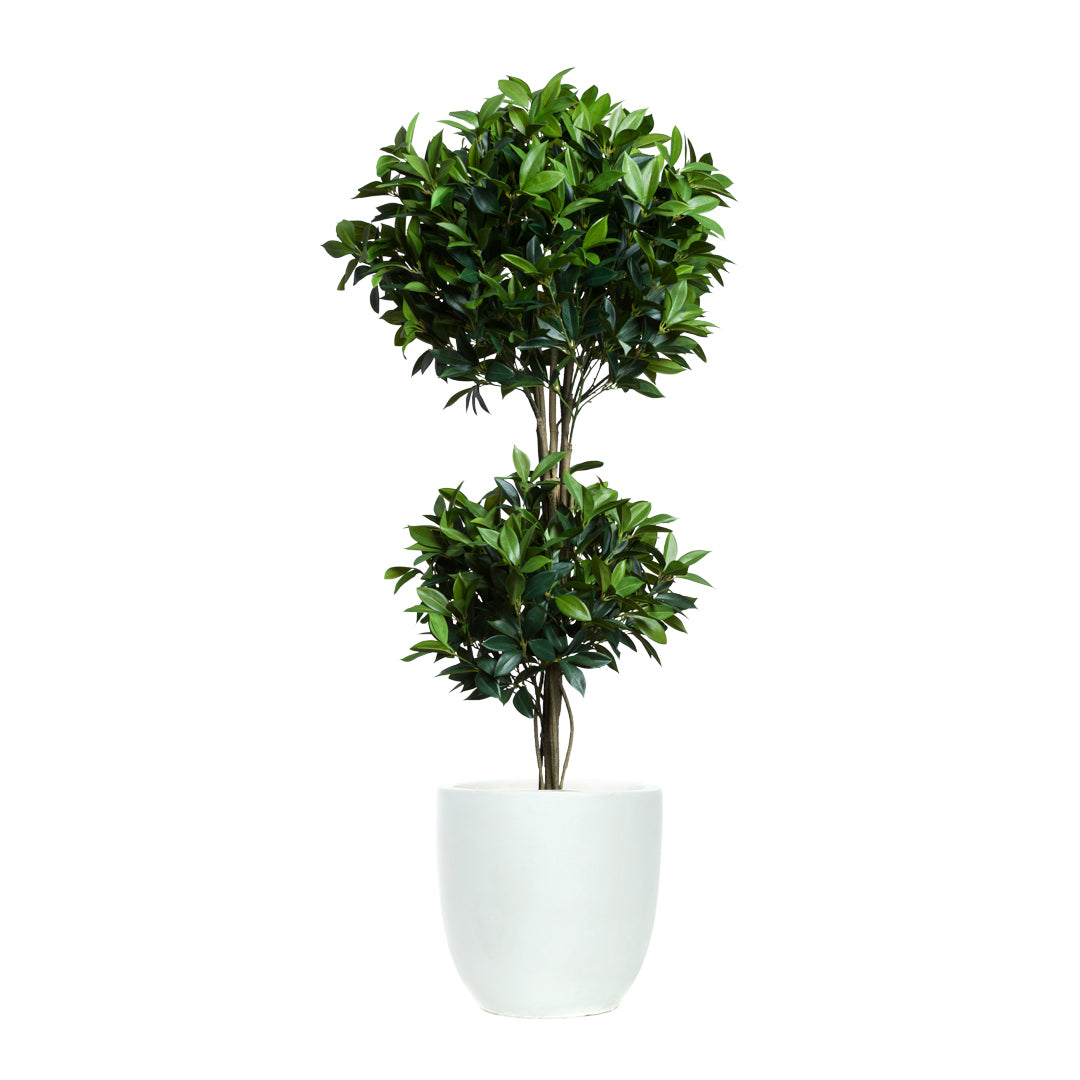 Bay Leaf Topiary DB