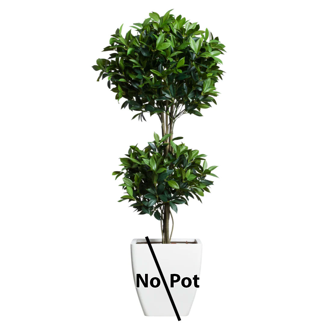 Bay Leaf Topiary DB