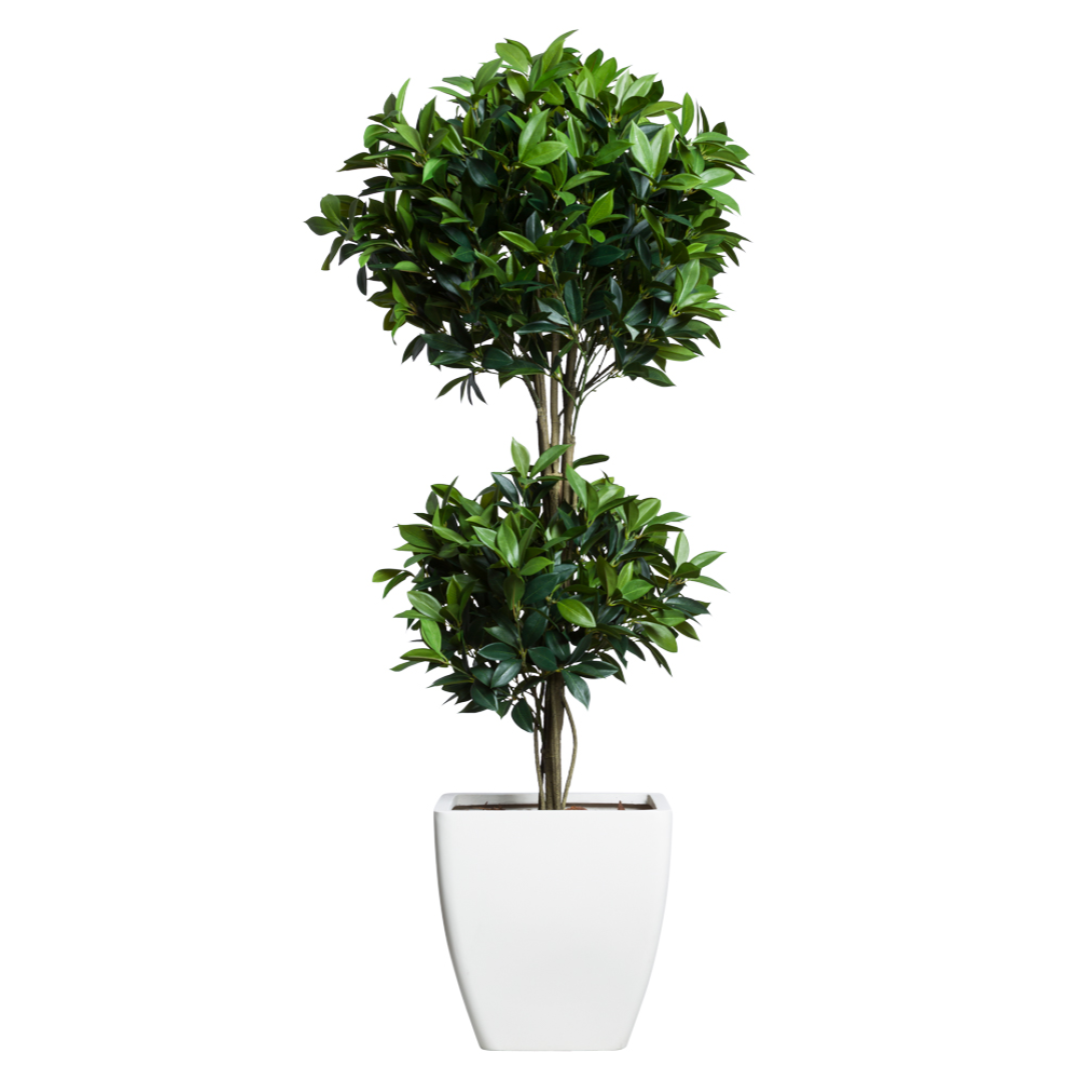 Bay Leaf Topiary DB