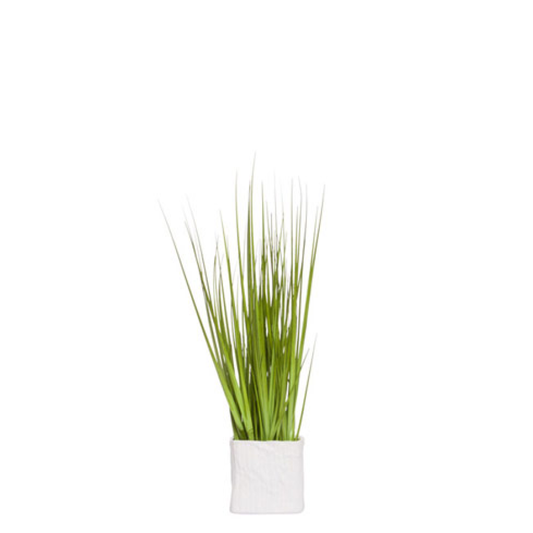 Grass