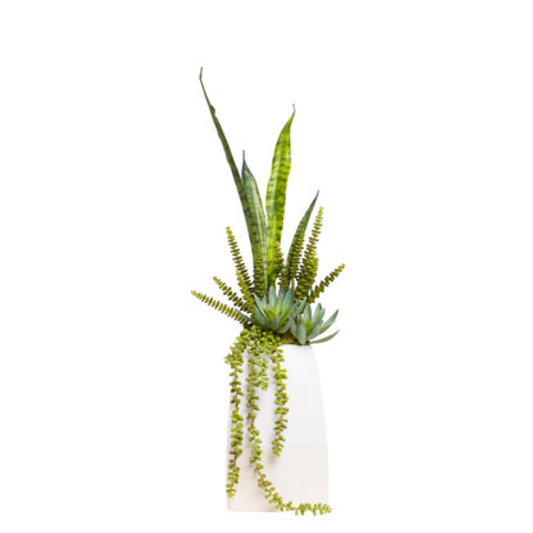 Succulent/Sansevieria