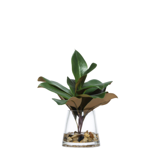 Magnolia Leaf FW