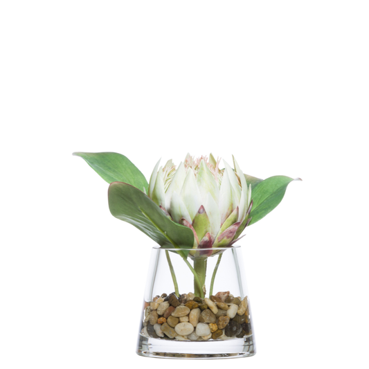 Protea FW