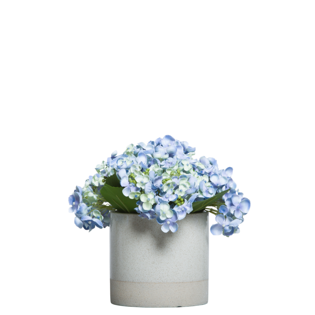 Hydrangea
