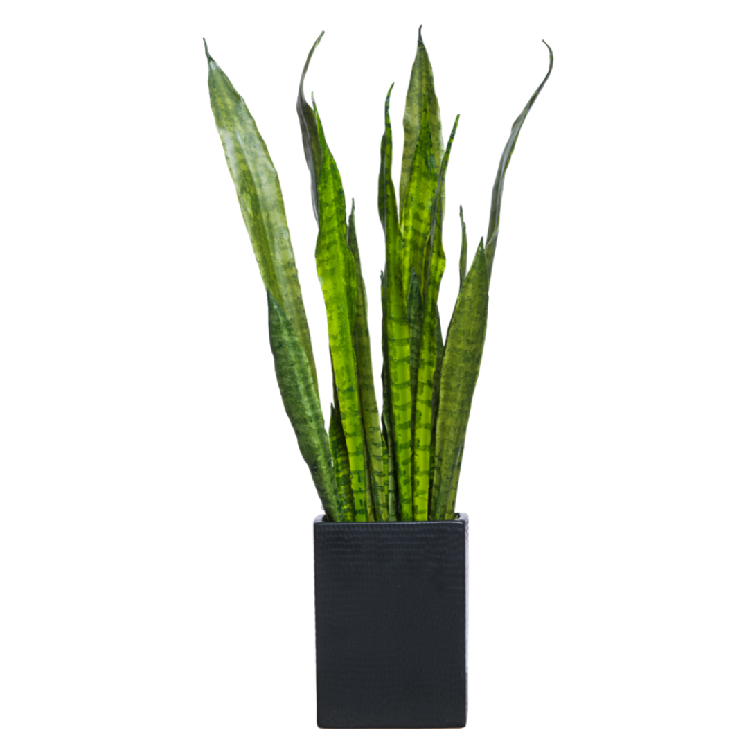 Sansevieria 28x10