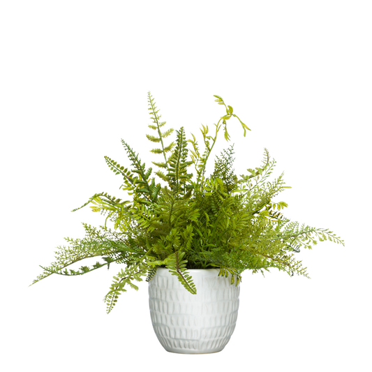 Fern Mix