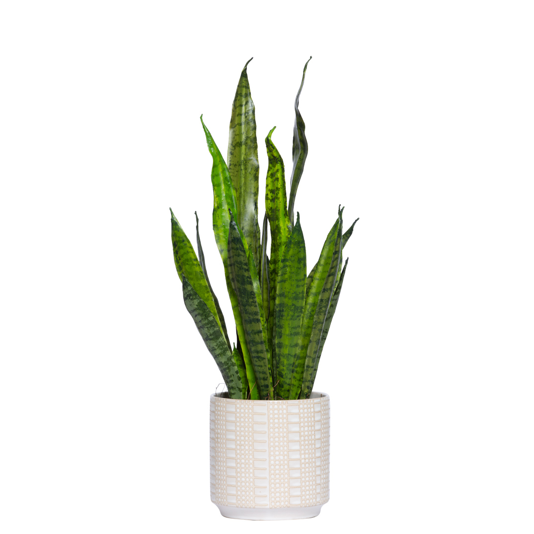 silk sansevieria Sansevieria – Lux Art Silks