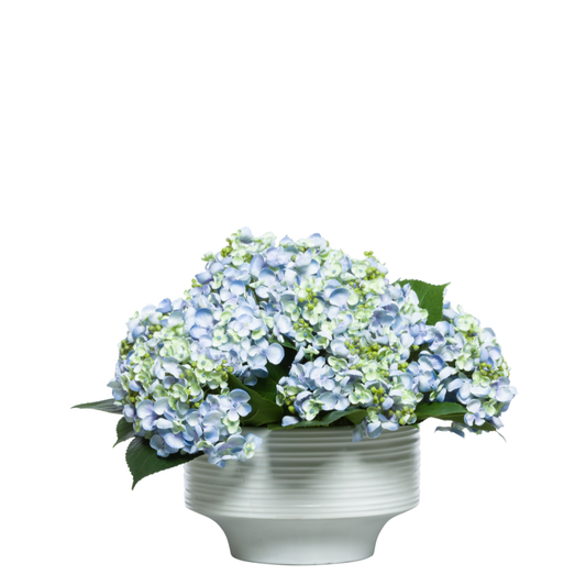 Hydrangea