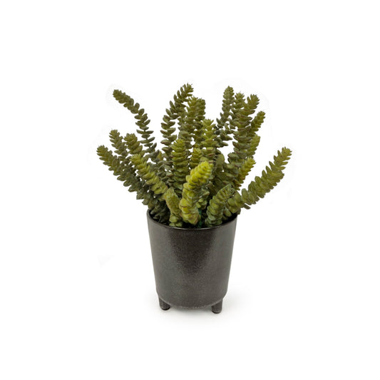 Sedum