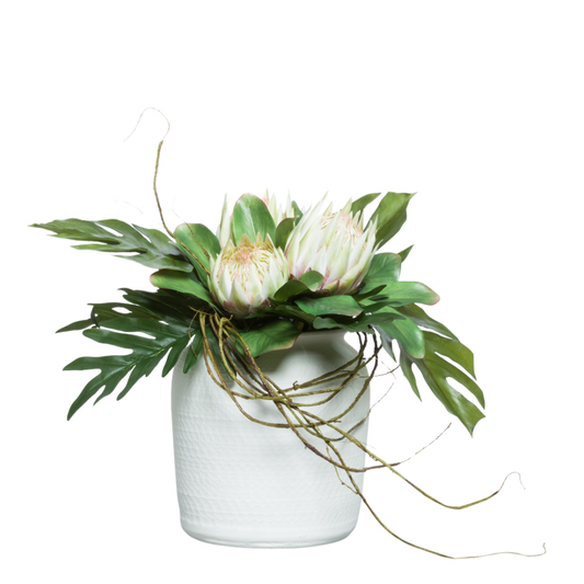 Protea