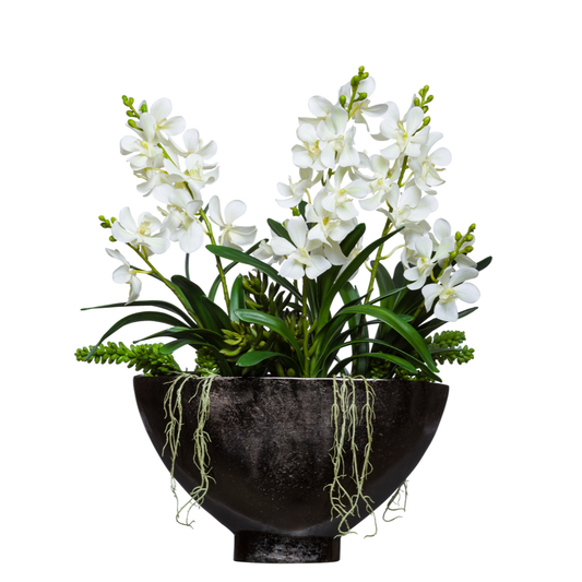 Orchid Vanda Mix