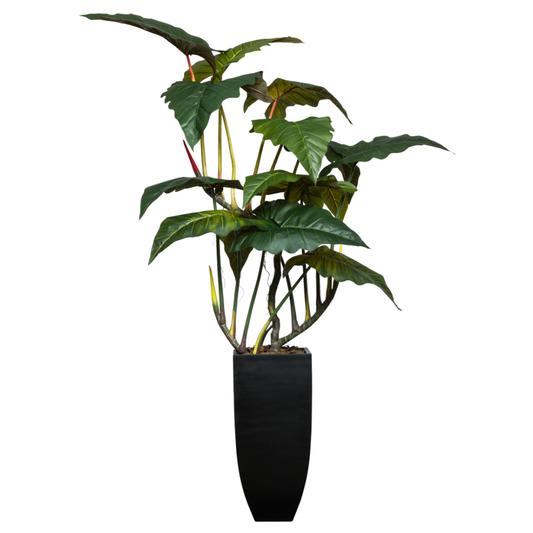 Philodendron Giant