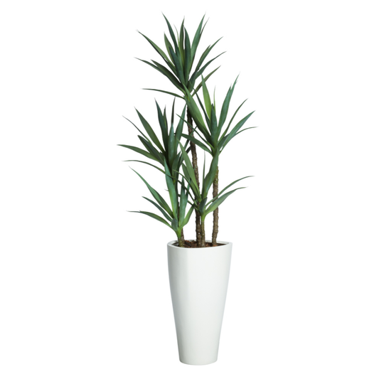 Yucca