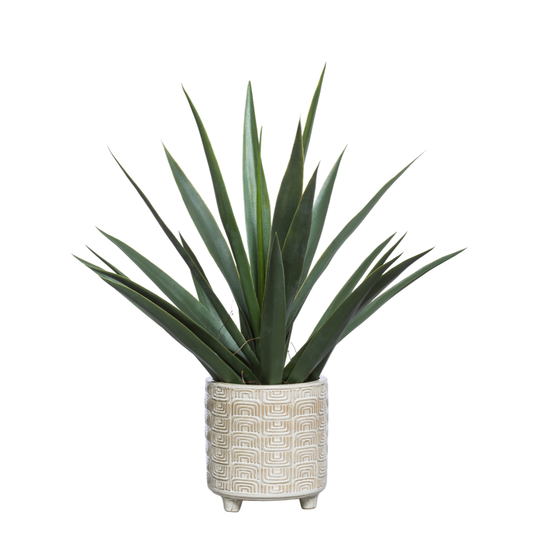 Yucca