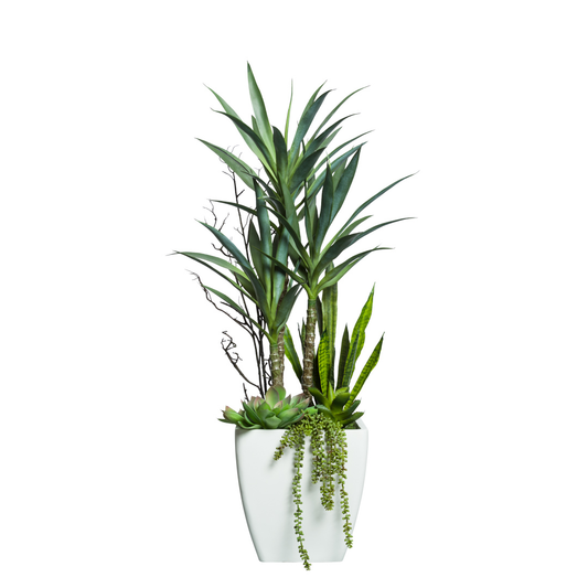 Yucca/Succulent Mix
