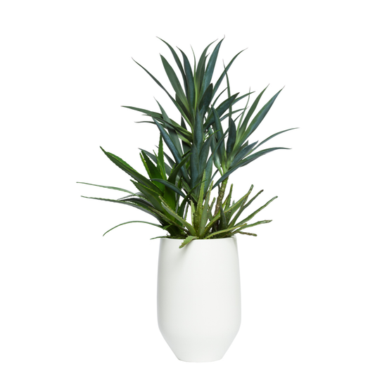 Yucca/Aloe Mix