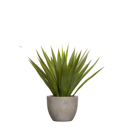 Yucca