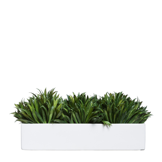 Grass