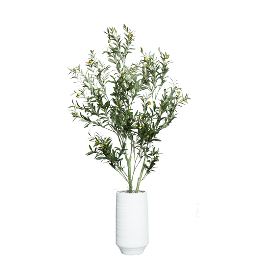 Olive Tree