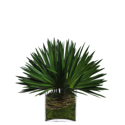 Fan Palm