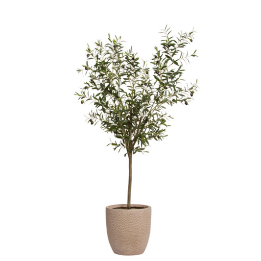 Olive Tree
