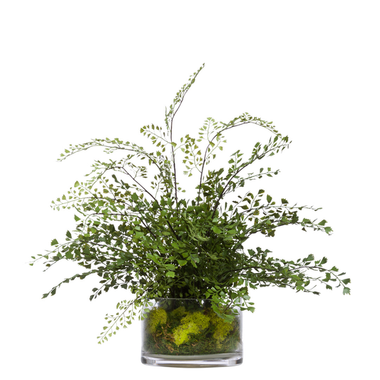 Fern Maidenhair