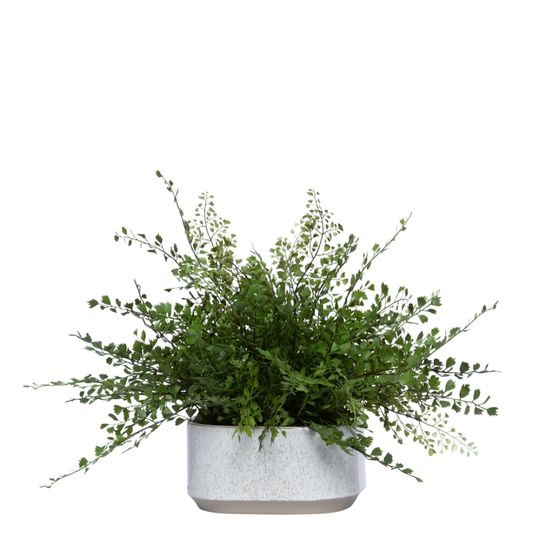 Maidenhair