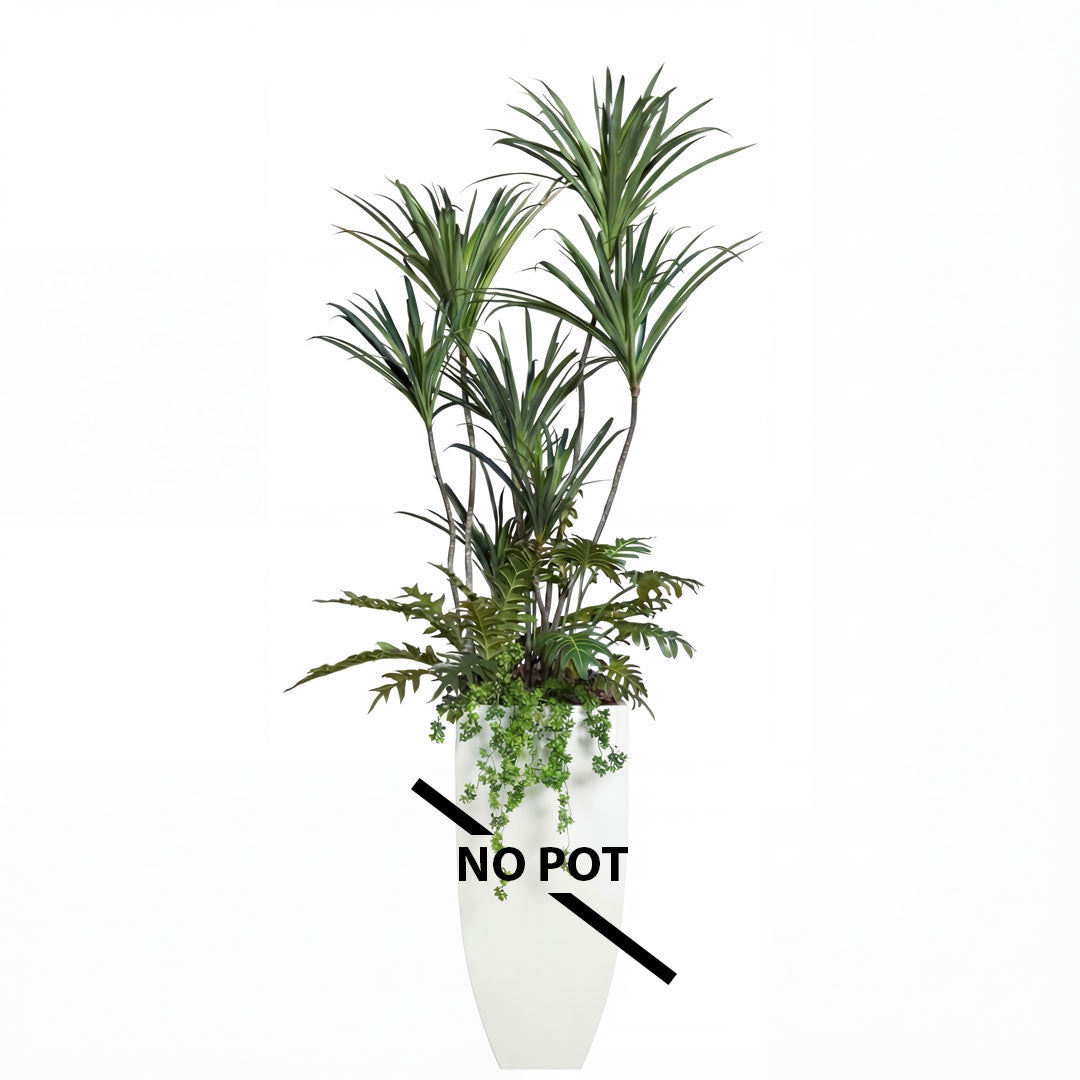 Dracaena Mix