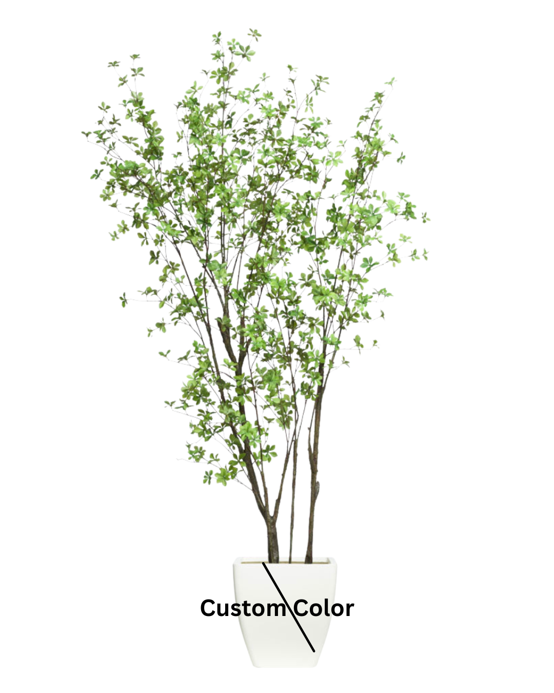 Birch Asian