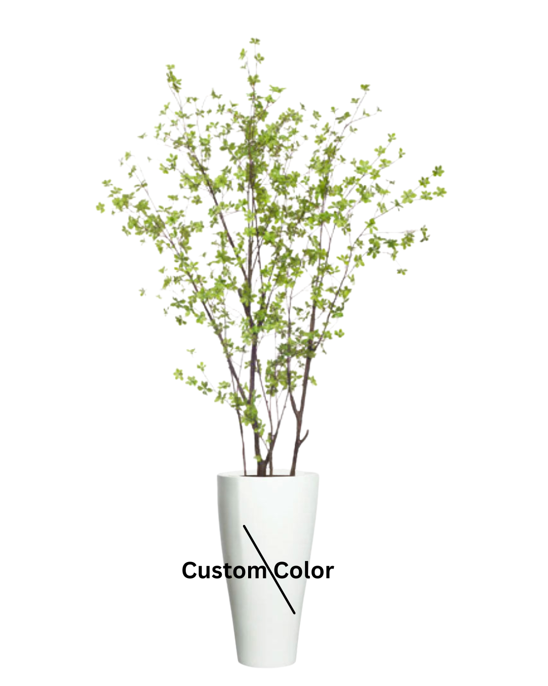 Birch Asian