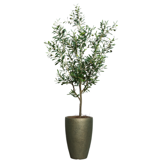 Olive Tree