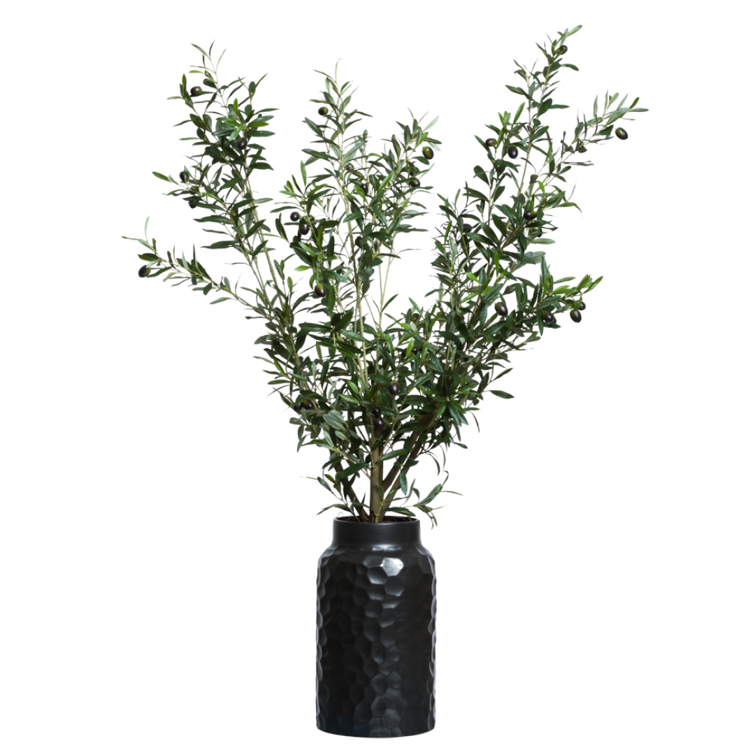 Olive Tree