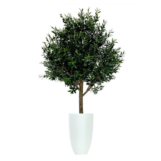 Olive Tree Deluxe
