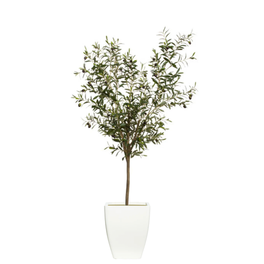 Olive Tree