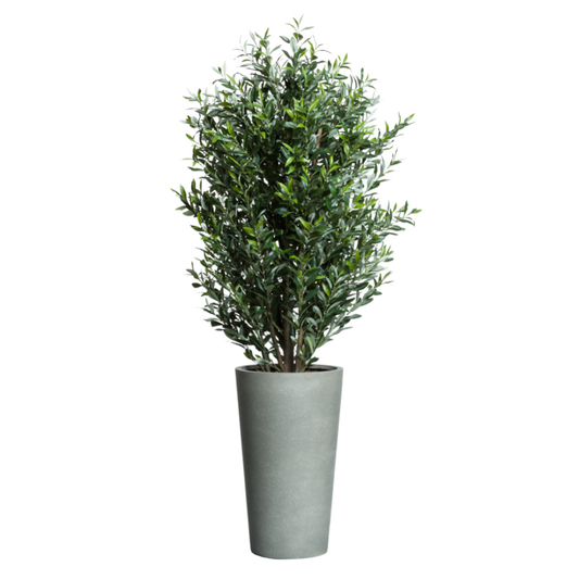 Olive Tree Deluxe