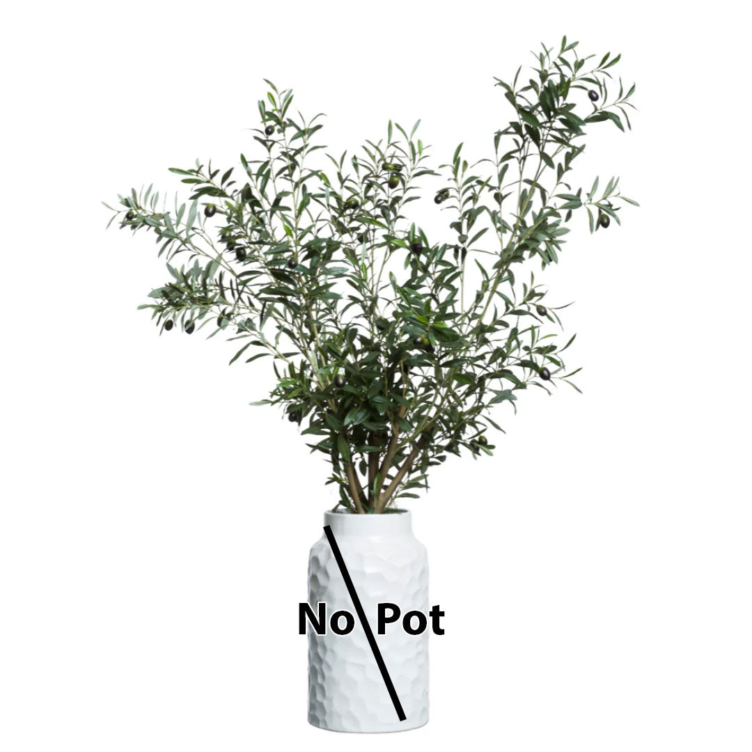 Olive Tree