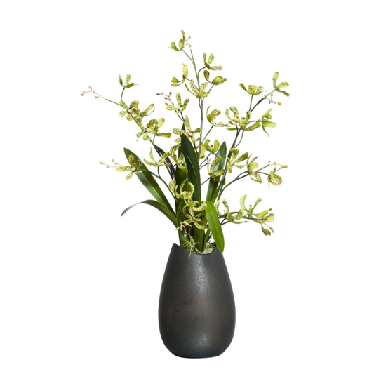 Orchid Dendrobium