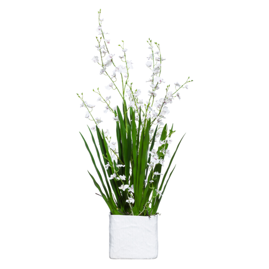 Orchid Oncidium