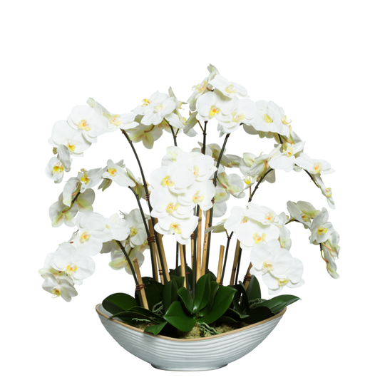 Orchid Phalaenopsis