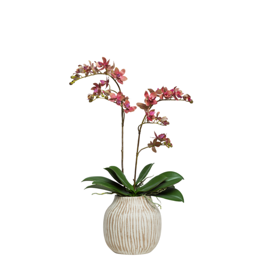Orchid Phalaenopsis