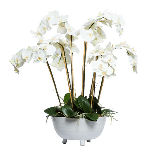 Orchid Phalaenopsis