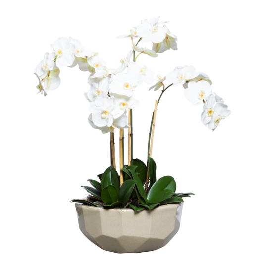 Orchid Phalaenopsis